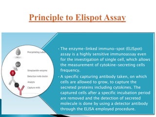 •The enzyme-linked immuno-spot (ELISpot)
assay is a highly sensitive immunoassay even
for the investigation of single cell...