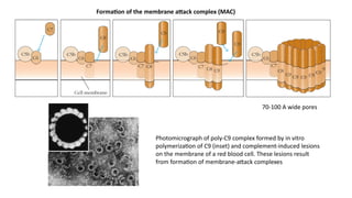 2nd presentation immunology and immunotech | PPTX