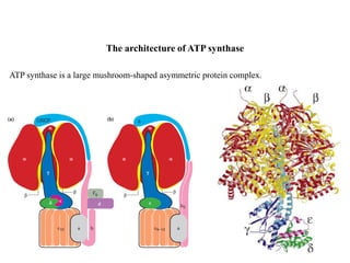 The architecture of ATP synthase
ATP synthase is a large mushroom-shaped asymmetric protein complex.
 