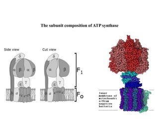 The subunit composition of ATP synthase
 
