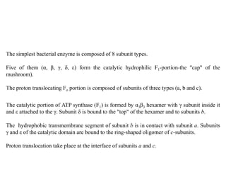The catalytic portion of ATP synthase (F1) is formed by α3β3 hexamer with γ subunit inside it
and ε attached to the γ. Subunit δ is bound to the "top" of the hexamer and to subunits b.
The hydrophobic transmembrane segment of subunit b is in contact with subunit a. Subunits
γ and ε of the catalytic domain are bound to the ring-shaped oligomer of c-subunits.
Proton translocation take place at the interface of subunits a and c.
The simplest bacterial enzyme is composed of 8 subunit types.
Five of them (α, β, γ, δ, ε) form the catalytic hydrophilic F1-portion-the "cap" of the
mushroom).
The proton translocating Fo portion is composed of subunits of three types (a, b and c).
 