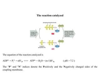 The reaction catalyzed
The equation of the reaction catalyzed is
ADP3- + Pi
2- + nH+
P <=> ATP4- + H2O + (n-1)H+
N ( pH > 7.2 )
The "P" and "N" indices denote the Positively and the Negatively charged sides of the
coupling membrane.
 