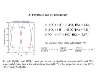 ATP synthesis and pH dependency
12.67pKaPOHHPO
7.21pKaHPOHPOH
2.12pKaPOHHPOH
3
4
2
4
2
442
42
4
3
For a neutral pH as in the cytosol (pH=7.0)
So only H2PO4
− and HPO4
2− ions are present in significant amounts (62% and 38%
respectively). Note that in the extracellular fluid (pH=7.4), this proportion is inverted (61%
HPO4
2− and 39% H2PO4
−).
 
