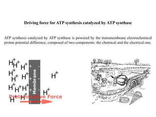 Driving force for ATP synthesis catalyzed by ATP synthase
ATP synthesis catalyzed by ATP synthase is powered by the transmembrane electrochemical
proton potential difference, composed of two components: the chemical and the electrical one.
 