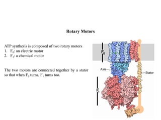 Rotary Motors
ATP synthesis is composed of two rotary motors
1. F0: an electric motor
2. F1: a chemical motor
The two motors are connected together by a stator
so that when F0 turns, F1 turns too.
 