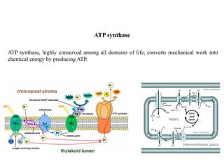 ATP synthase, highly conserved among all domains of life, converts mechanical work into
chemical energy by producing ATP.
ATP synthase
 