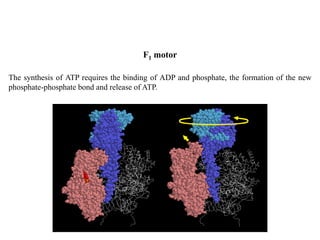 The synthesis of ATP requires the binding of ADP and phosphate, the formation of the new
phosphate-phosphate bond and release of ATP.
F1 motor
 