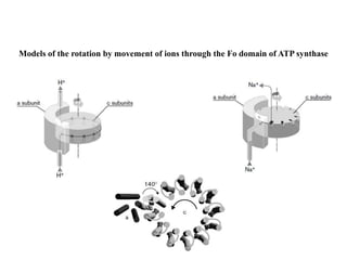 Models of the rotation by movement of ions through the Fo domain of ATP synthase
 