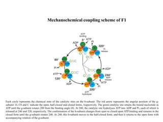 Each circle represents the chemical state of the catalytic sites on the b-subunit. The red arrow represents the angular position of the g-
subunit. O, C0 and C indicate the open, half-closed and closed forms, respectively. The green catalytic site retains the bound nucleotide as
ATP until the g-subunit rotates 200 from the binding angle (0). At 200, the catalytic site hydrolyses ATP into ADP and Pi, each of which is
released at 240 and 320, respectively. The conformation of the b-subunit changes from open to closed upon ATP binding and remains in the
closed form until the g-subunit rotates 240. At 240, this b-subunit moves to the half-closed form, and then it returns to the open form with
accompanying rotation of the g-subunit.
Mechanochemical coupling scheme of F1
 