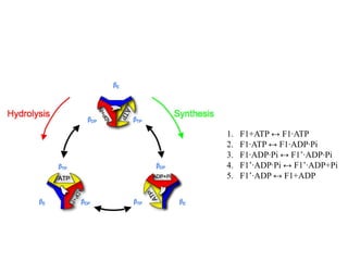 1. F1+ATP ↔ F1·ATP
2. F1·ATP ↔ F1·ADP·Pi
3. F1·ADP·Pi ↔ F1’·ADP·Pi
4. F1’·ADP·Pi ↔ F1’·ADP+Pi
5. F1’·ADP ↔ F1+ADP
 