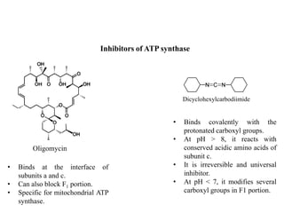 Inhibitors of ATP synthase
Oligomycin
Dicyclohexylcarbodiimide
• Binds at the interface of
subunits a and c.
• Can also block F1 portion.
• Specific for mitochondrial ATP
synthase.
• Binds covalently with the
protonated carboxyl groups.
• At pH > 8, it reacts with
conserved acidic amino acids of
subunit c.
• It is irreversible and universal
inhibitor.
• At pH < 7, it modifies several
carboxyl groups in F1 portion.
 