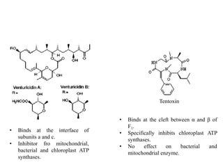 • Binds at the interface of
subunits a and c.
• Inhibitor fro mitochondrial,
bacterial and chloroplast ATP
synthases.
• Binds at the cleft between α and β of
F1.
• Specifically inhibits chloroplast ATP
synthases.
• No effect on bacterial and
mitochondrial enzyme.
Tentoxin
 