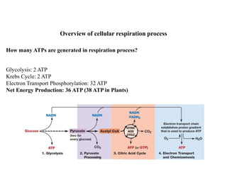 Glycolysis: 2 ATP
Krebs Cycle: 2 ATP
Electron Transport Phosphorylation: 32 ATP
Net Energy Production: 36 ATP (38 ATP in Plants)
Overview of cellular respiration process
How many ATPs are generated in respiration process?
 