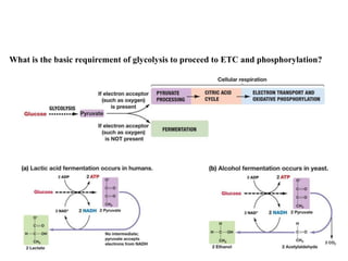 What is the basic requirement of glycolysis to proceed to ETC and phosphorylation?
 