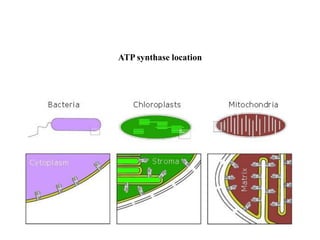 ATP synthase location
 