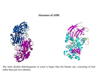 BT631-28-Dehydrogenases | PDF