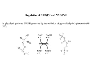 Regulation of NAD(P)+ and NAD(P)H
In glycolysis pathway, NADH generated by the oxidation of glyceraldehyde-3-phosphate (G-
3-P).
NAD+
+ Pi
NADH
+ H+
NAD+
+ Pi
NADH
+ H+
 