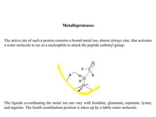 Metalloproteases
The active site of such a protein contains a bound metal ion, almost always zinc, that activates
a water molecule to act as a nucleophile to attack the peptide carbonyl group.
The ligands co-ordinating the metal ion can vary with histidine, glutamate, aspartate, lysine,
and arginine. The fourth coordination position is taken up by a labile water molecule.
 
