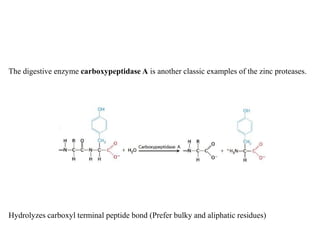 The digestive enzyme carboxypeptidase A is another classic examples of the zinc proteases.
Hydrolyzes carboxyl terminal peptide bond (Prefer bulky and aliphatic residues)
 