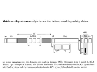 Matrix metalloproteinases catalyze the reactions in tissue remodeling and degradation.
sp: signal sequence; pro: pro-domain; cat: catalytic domain; FNII: fibronectin type II motif; L1&L2:
linkers; Hpx: hemopexin domain; Mb: plasma membrane; TM: transmembrane domain; Cy: cytoplasmic
tail; CysR: cysteine rich; Ig: immunoglobulin domain; GPI: glycosylphosphatidilyinositol anchor.
 