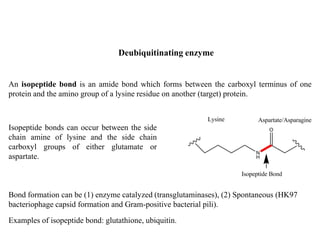 An isopeptide bond is an amide bond which forms between the carboxyl terminus of one
protein and the amino group of a lysine residue on another (target) protein.
Isopeptide bonds can occur between the side
chain amine of lysine and the side chain
carboxyl groups of either glutamate or
aspartate.
Bond formation can be (1) enzyme catalyzed (transglutaminases), (2) Spontaneous (HK97
bacteriophage capsid formation and Gram-positive bacterial pili).
Examples of isopeptide bond: glutathione, ubiquitin.
Deubiquitinating enzyme
 