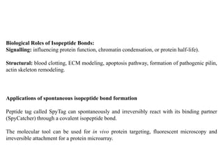 Biological Roles of Isopeptide Bonds:
Signalling: influencing protein function, chromatin condensation, or protein half-life).
Structural: blood clotting, ECM modeling, apoptosis pathway, formation of pathogenic pilin,
actin skeleton remodeling.
Applications of spontaneous isopeptide bond formation
Peptide tag called SpyTag can spontaneously and irreversibly react with its binding partner
(SpyCatcher) through a covalent isopeptide bond.
The molecular tool can be used for in vivo protein targeting, fluorescent microscopy and
irreversible attachment for a protein microarray.
 