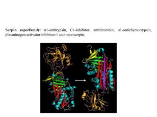 Serpin superfamily: α1-antitrypsin, C1-inhibitor, antithrombin, α1-antichymotrypsin,
plasminogen activator inhibitor-1 and neuroserpin.
 