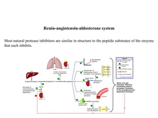 Most natural protease inhibitors are similar in structure to the peptide substrates of the enzyme
that each inhibits.
Renin-angiotensin-aldosterone system
 