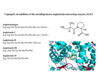 Angiotensinogen
Asp-Arg-Val-Tyr-Ile-His-Pro-Phe-His-Leu-Val-Ile-...
Angiotensin I
Asp-Arg-Val-Tyr-Ile-His-Pro-Phe-His-Leu | Val-Ile-...
Angiotensin II
Asp-Arg-Val-Tyr-Ile-His-Pro-Phe | His-Leu
Angiotensin III
Asp | Arg-Val-Tyr-Ile-His-Pro-Phe
Angiotensin IV
Arg | Val-Tyr-Ile-His-Pro-Phe
Captopril, an inhibitor of the metalloprotease angiotensin-converting enzyme (ACE)
 