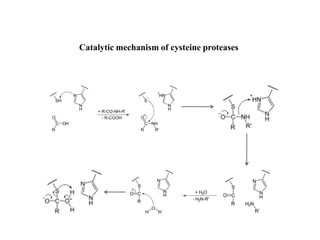 Catalytic mechanism of cysteine proteases
 