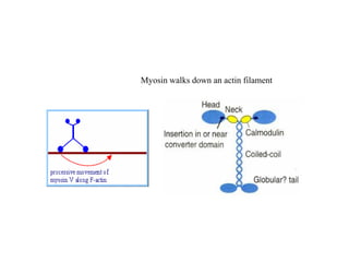 Myosin walks down an actin filament
 