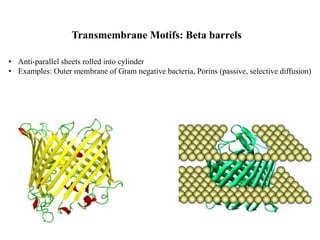Transmembrane Motifs: Beta barrels
• Anti-parallel sheets rolled into cylinder
• Examples: Outer membrane of Gram negative bacteria, Porins (passive, selective diffusion)
 