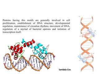 Proteins having this motifs are generally involved in cell
proliferation, establishment of DNA structure, developmental
regulation, maintenance of circadian rhythms, movement of DNA,
regulation of a myriad of bacterial operons and initiation of
transcription itself.
lambda Cro
 
