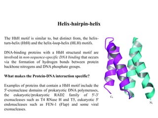The HhH motif is similar to, but distinct from, the helix-
turn-helix (HtH) and the helix-loop-helix (HLH) motifs.
DNA-binding proteins with a HhH structural motif are
involved in non-sequence-specific DNA binding that occurs
via the formation of hydrogen bonds between protein
backbone nitrogens and DNA phosphate groups.
What makes the Protein-DNA interaction specific?
Examples of proteins that contain a HhH motif include the
5'-exonuclease domains of prokaryotic DNA polymerases,
the eukaryotic/prokaryotic RAD2 family of 5'-3'
exonucleases such as T4 RNase H and T5, eukaryotic 5'
endonucleases such as FEN-1 (Flap) and some viral
exonucleases.
Helix-hairpin-helix
 