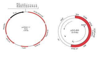 VIRAL VECTORS FOR GENE TRANSFER | PPTX