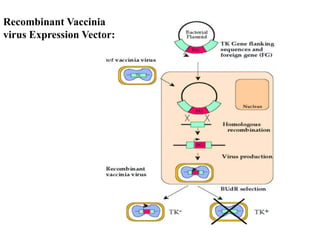 VIRAL VECTORS FOR GENE TRANSFER | PPTX