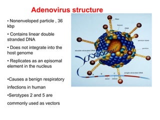 VIRAL VECTORS FOR GENE TRANSFER