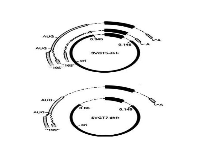 VIRAL VECTORS FOR GENE TRANSFER