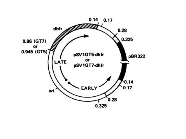 VIRAL VECTORS FOR GENE TRANSFER