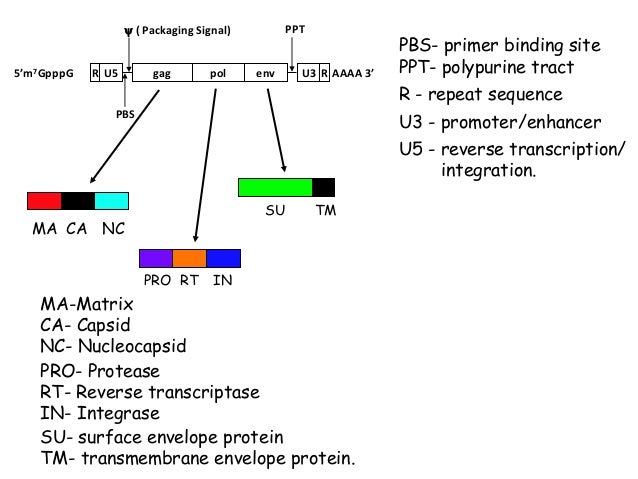 VIRAL VECTORS FOR GENE TRANSFER