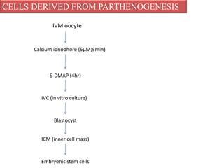 PRODUCTION AND MAINTENANCE OF EMBRYONIC STEM CELLS | PPTX