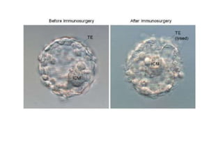 PRODUCTION AND MAINTENANCE OF EMBRYONIC STEM CELLS | PPTX