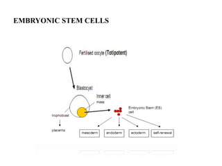 PRODUCTION AND MAINTENANCE OF EMBRYONIC STEM CELLS | PPTX