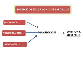 PRODUCTION AND MAINTENANCE OF EMBRYONIC STEM CELLS | PPTX