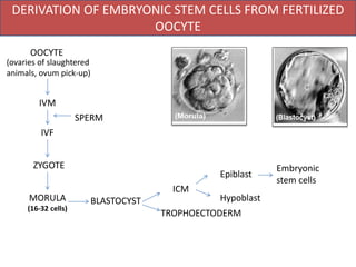PRODUCTION AND MAINTENANCE OF EMBRYONIC STEM CELLS | PPTX