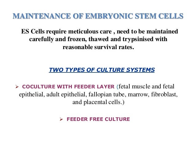 Production And Maintenance Of Embryonic Stem Cells