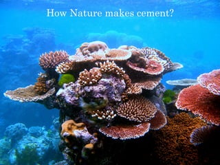 How Nature makes cement?

 