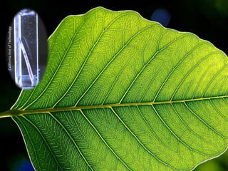 California	
  Inst	
  of	
  Technology	
  

 