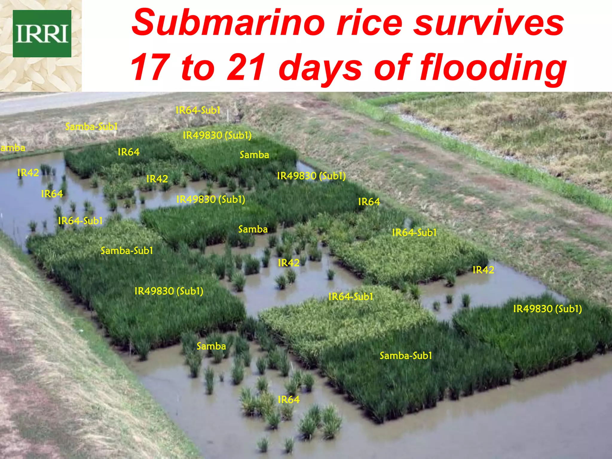 Rice Farming in the Philippines: Some Facts & Opportunities | PDF