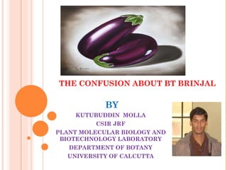 THE CONFUSION ABOUT BT BRINJAL BY KUTUBUDDIN  MOLLA CSIR JRF PLANT MOLECULAR BIOLOGY AND BIOTECHNOLOGY LABORATORY DEPARTMENT OF BOTANY UNIVERSITY OF CALCUTTA 